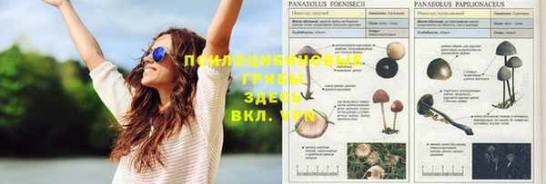 бошки Алзамай